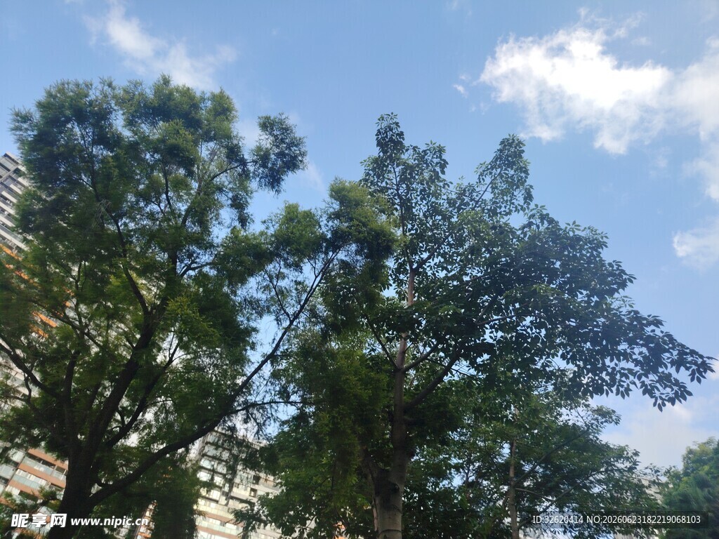 蓝天绿树风景图
