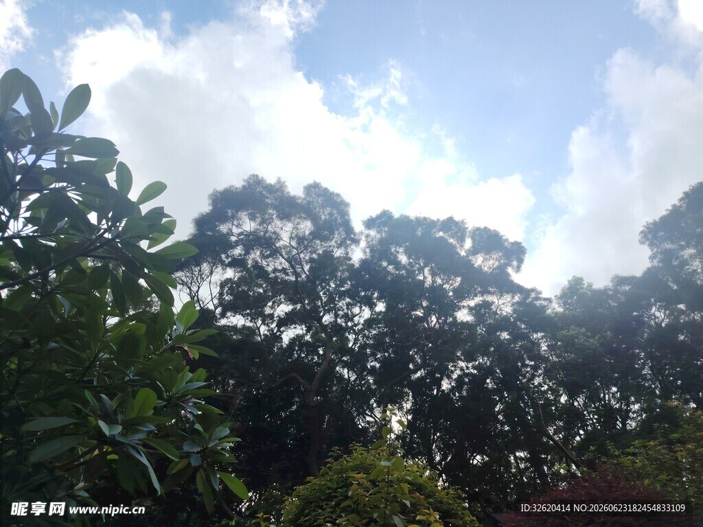 阳光透过树林的清新景象