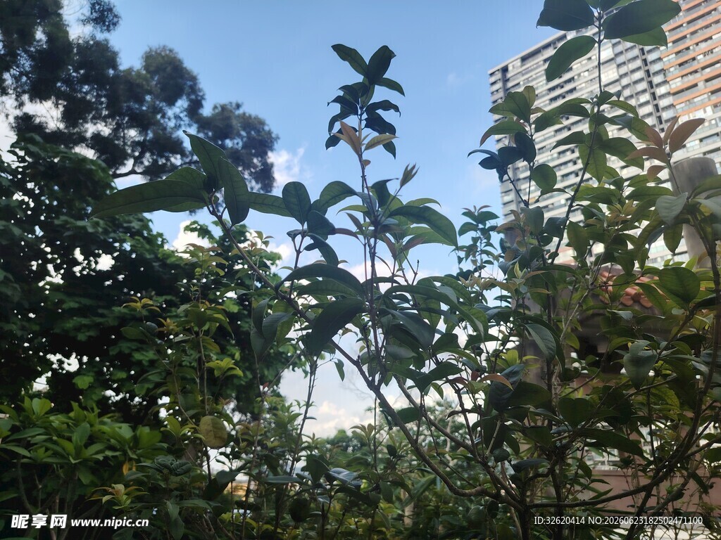 城市中繁茂的绿树景观