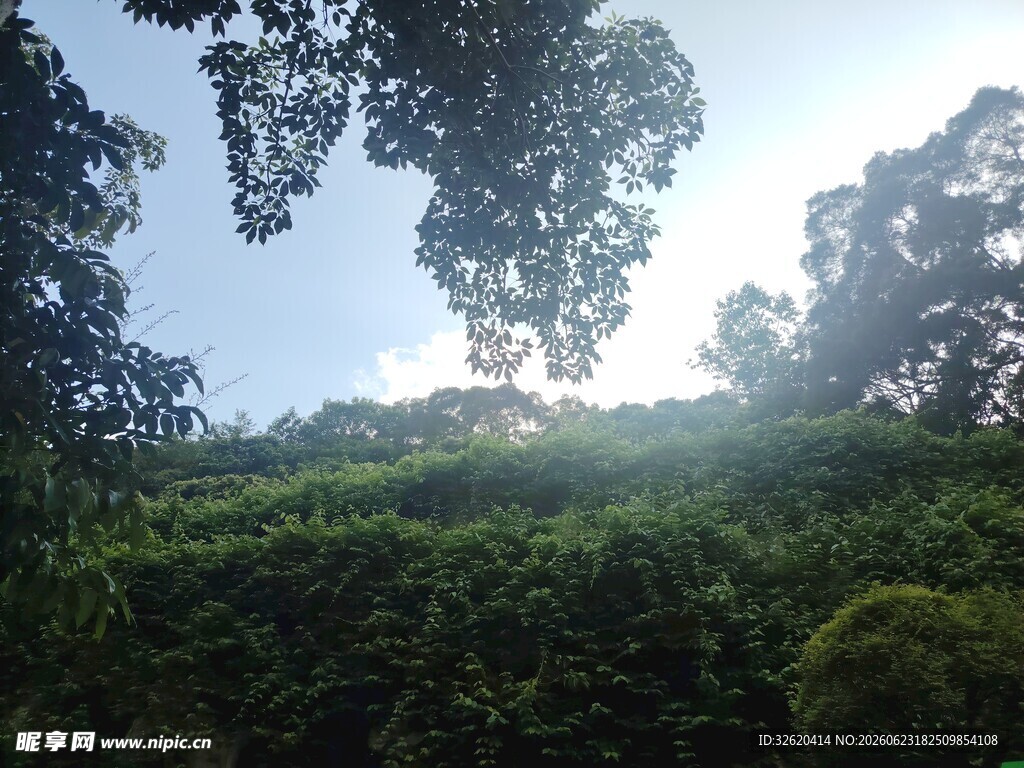 山林绿意盎然的自然景致
