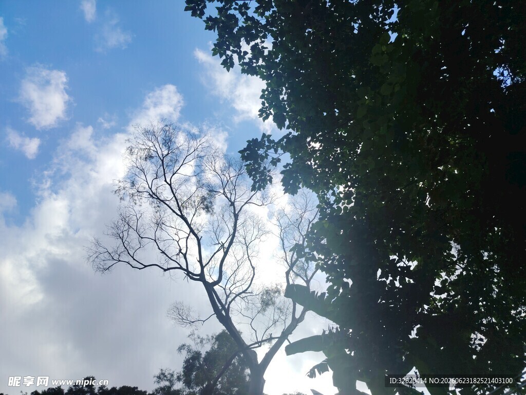 阳光下的枯树与繁茂枝叶