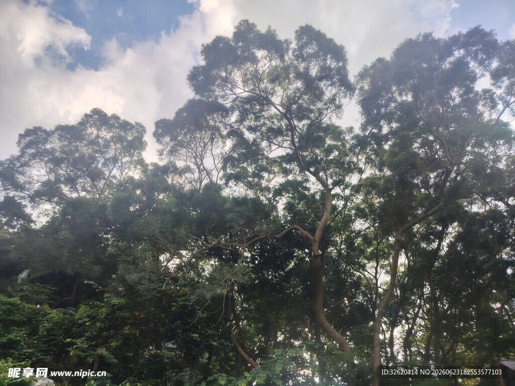 茂密树林与蓝天白云