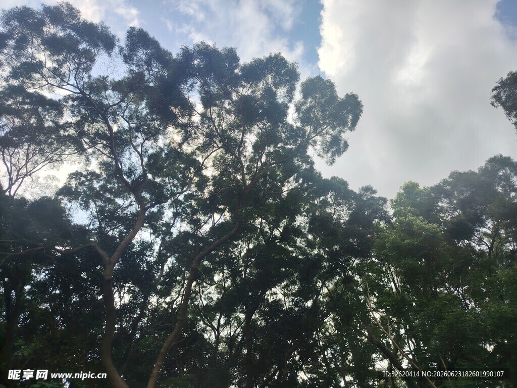 茂密树林与蓝天白云