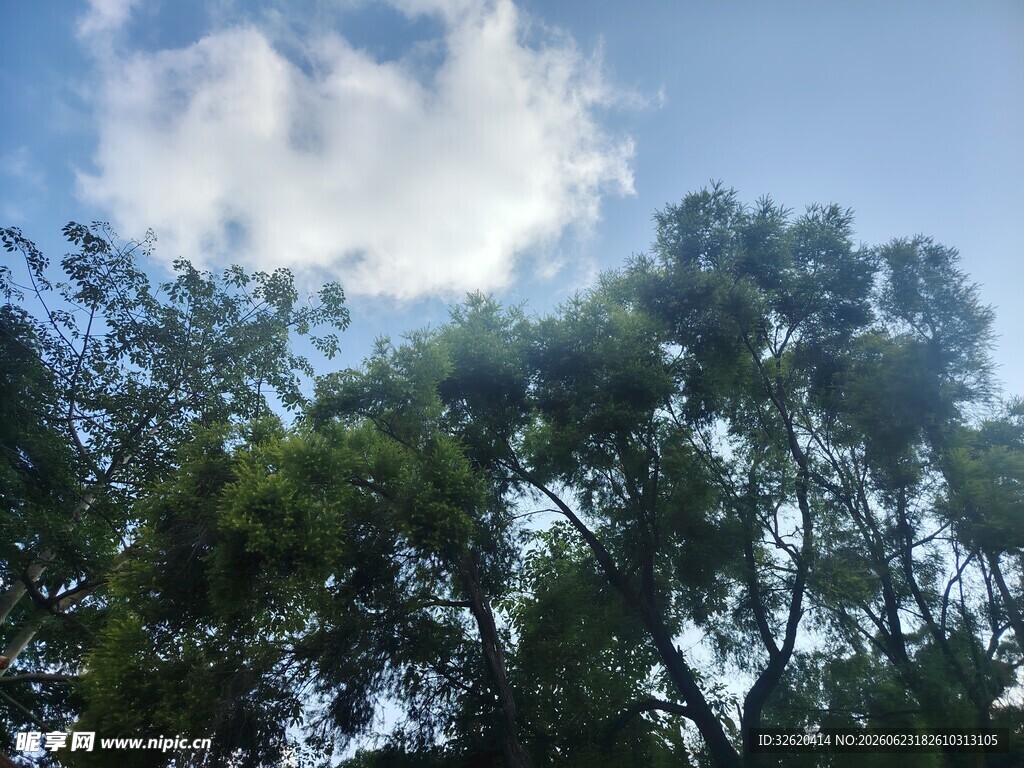 蓝天绿树间的清新景致