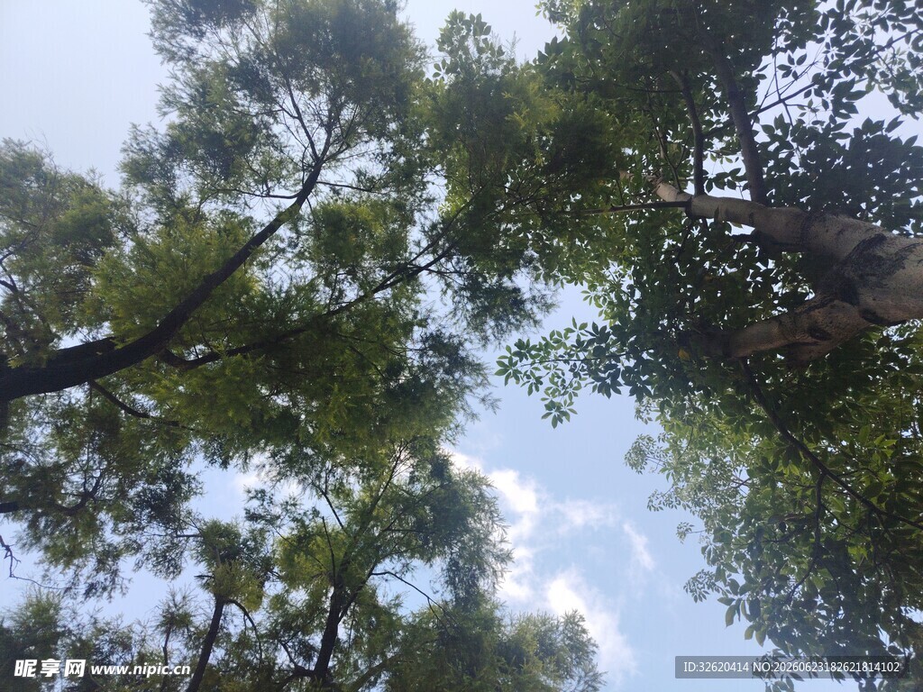 仰视茂密树林树冠
