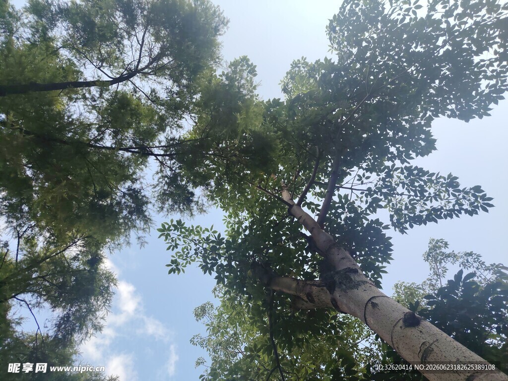 仰视茂密树林的天空