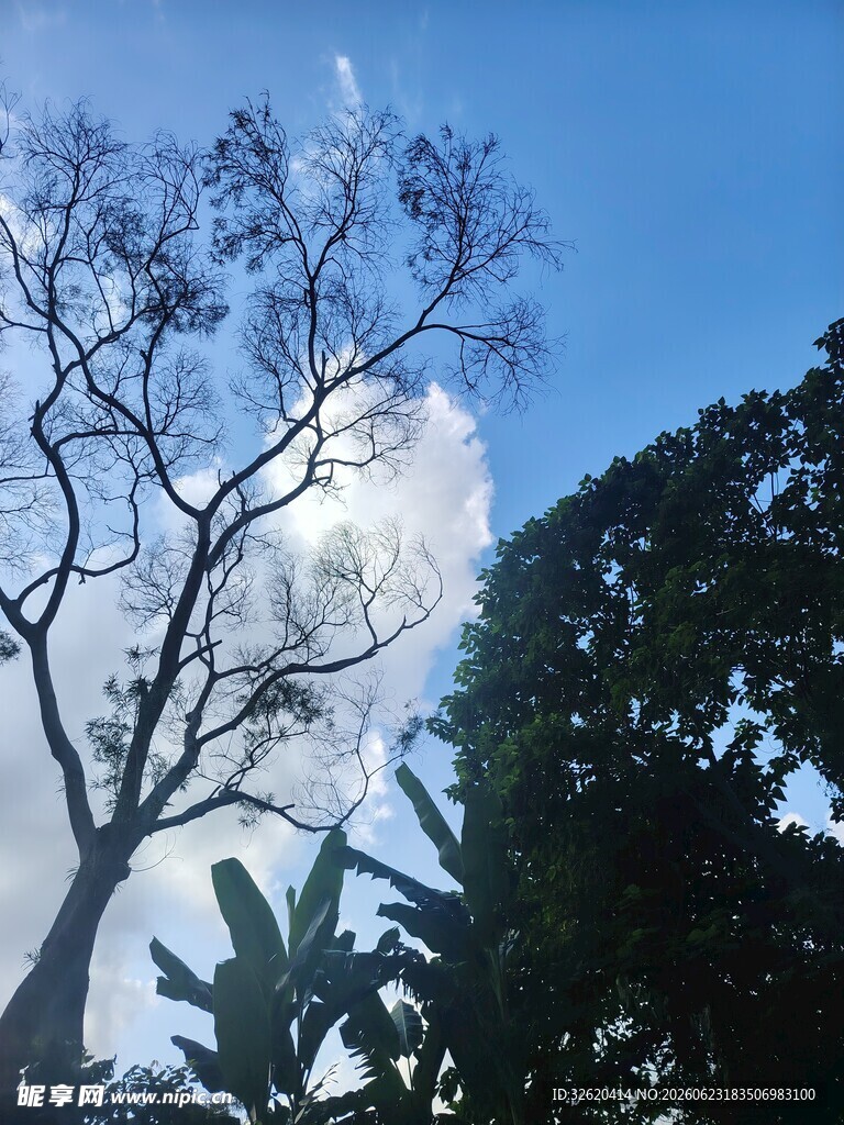 蓝天枯树旁的葱郁绿植
