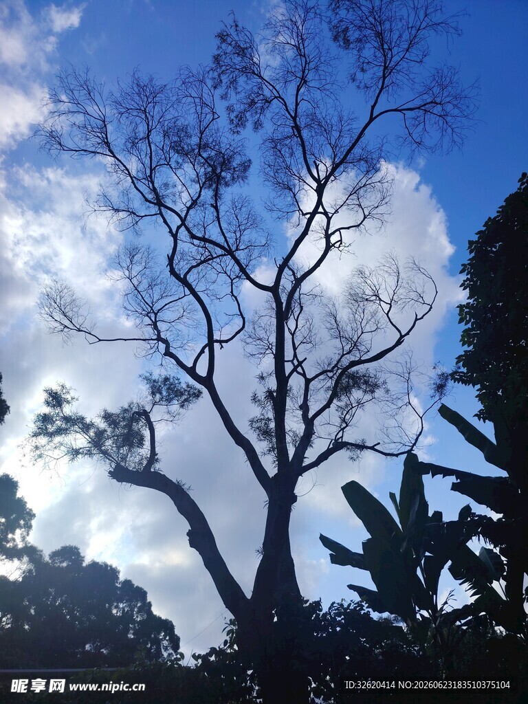 蓝天枯树旁的绿植景观