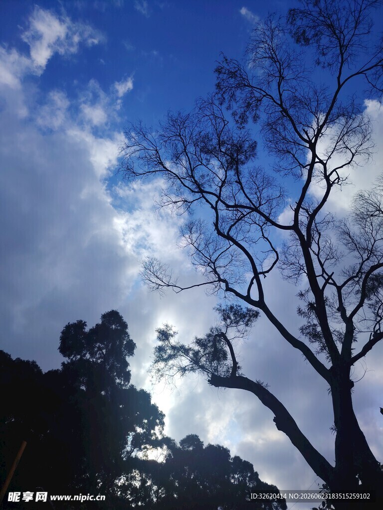 蓝天枯树间的清幽景致