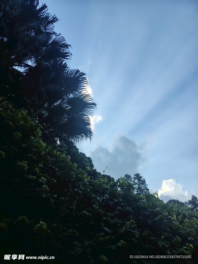 林间透阳光