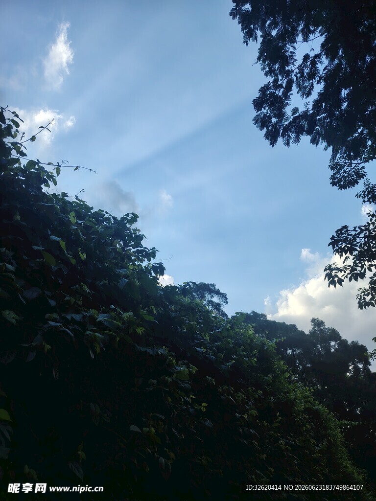 仰视林间天空的自然景致