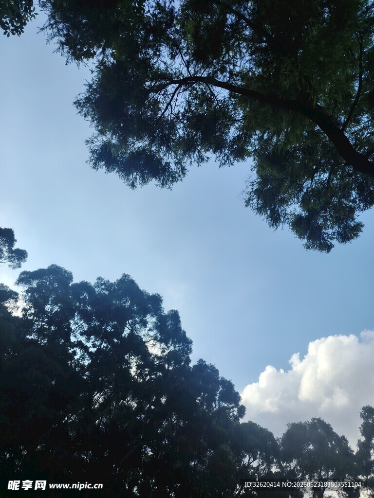 仰望蓝天绿树间的景致