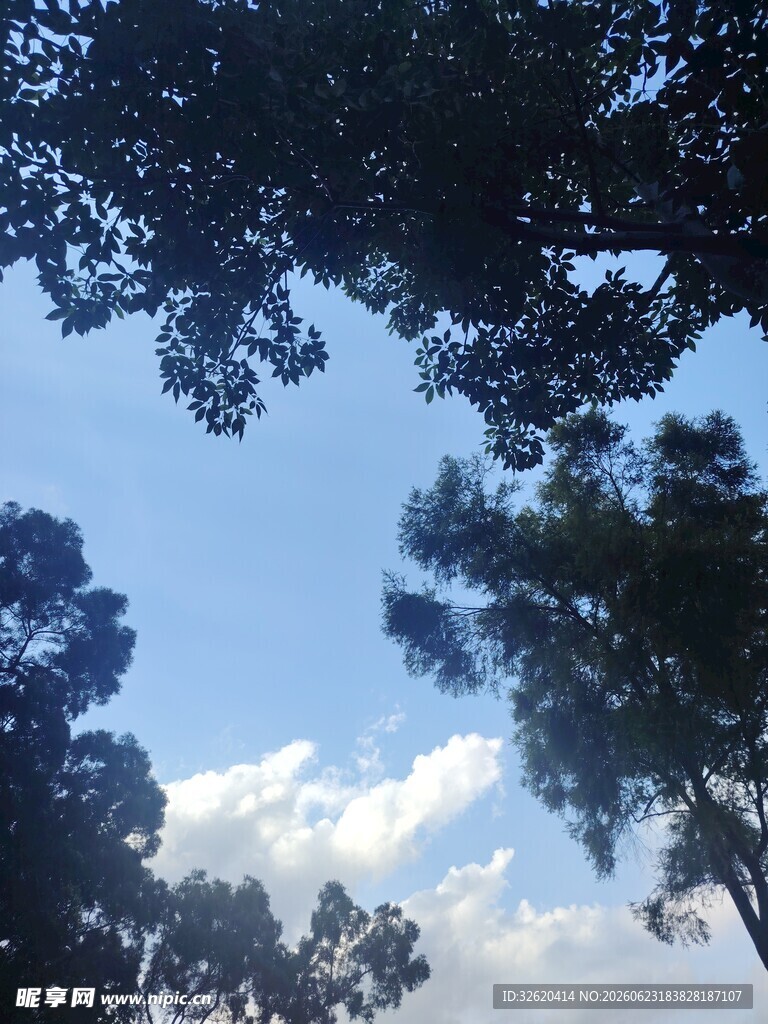 林间仰望蓝天绿树美景