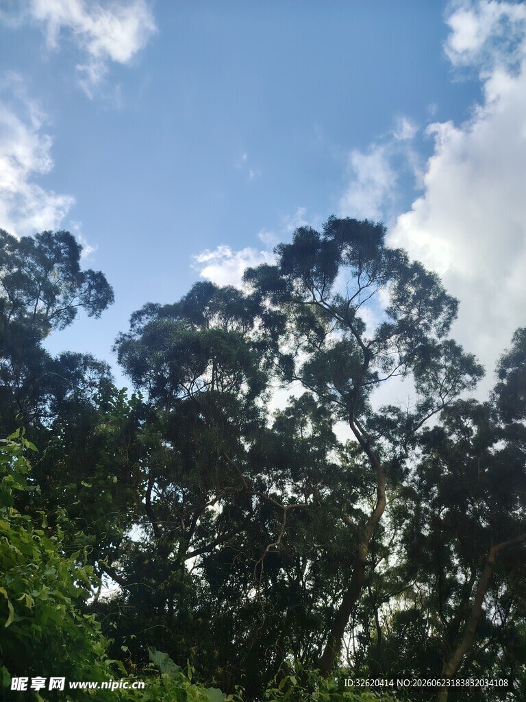 蓝天白云下的繁茂树林