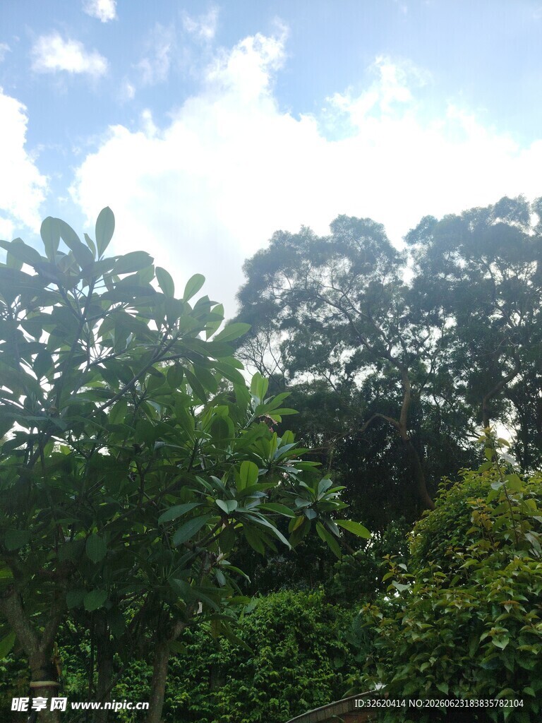 茂密丛林中的绿意景象