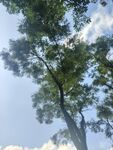 蓝天绿树间的清新景致