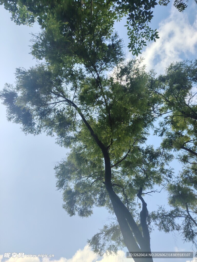 蓝天绿树间的清新景致