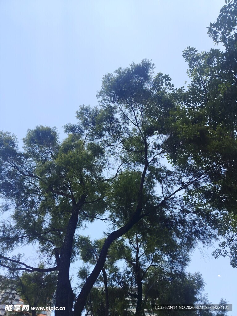 蓝天映衬下的茂密树木