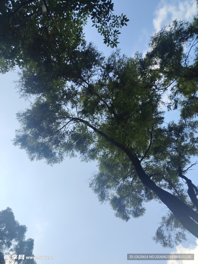 仰视蓝天中的葱郁树木