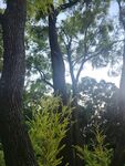 阳光洒落的茂密森林景象