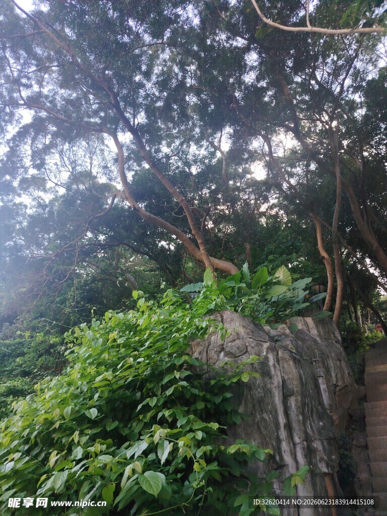 山林绿意间的繁茂景象