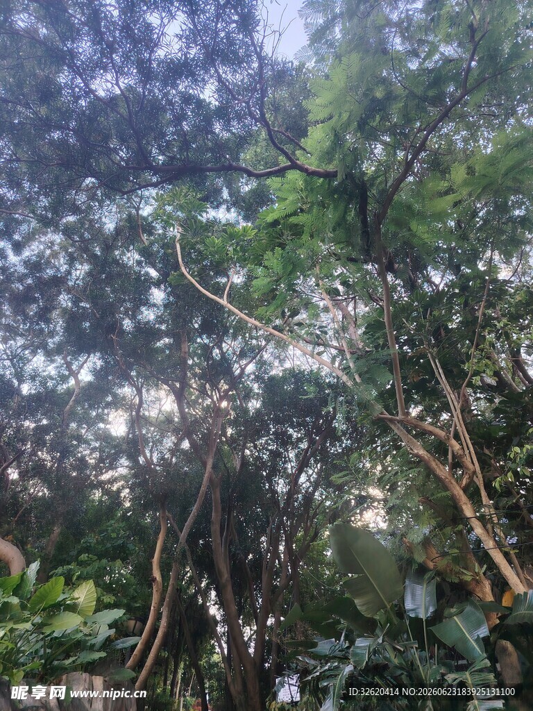 茂密丛林中的繁茂树木
