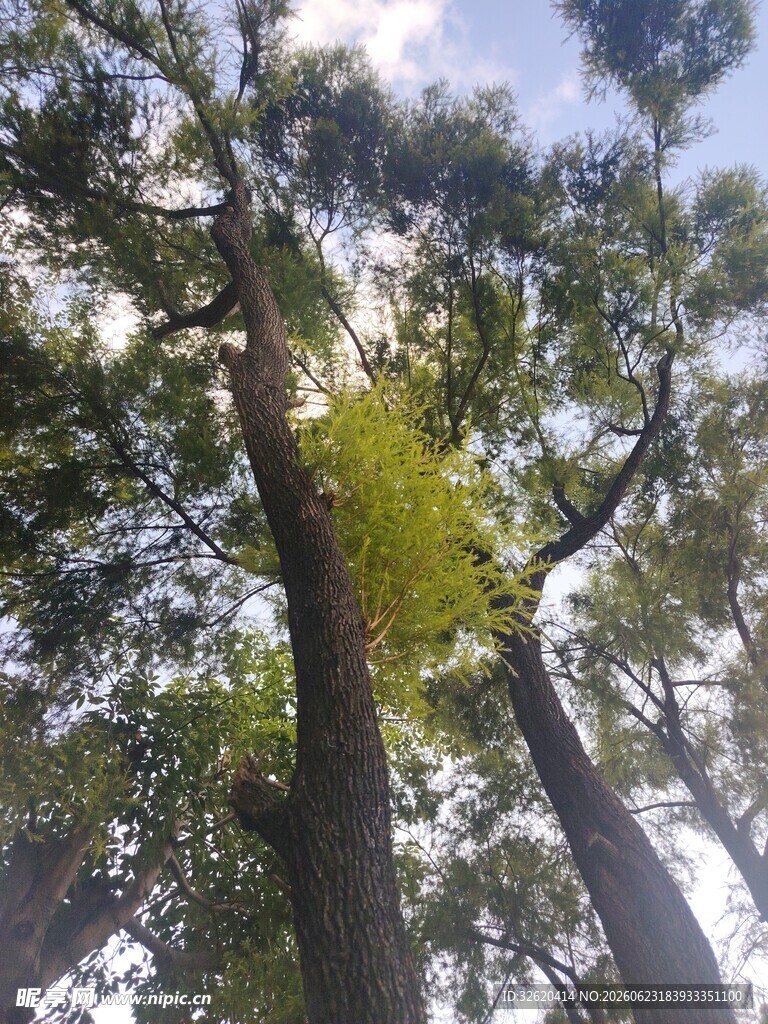 仰视茂密树林中的高大树木