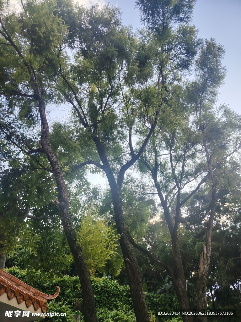 繁茂树林