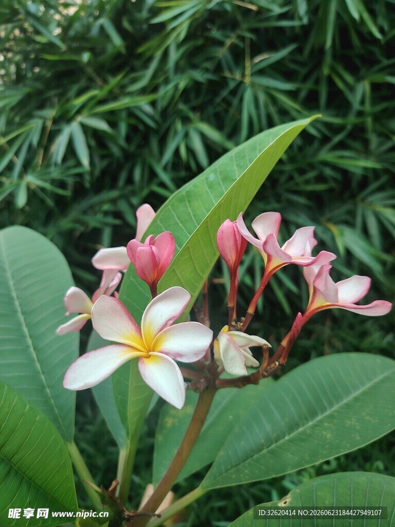 鸡蛋花