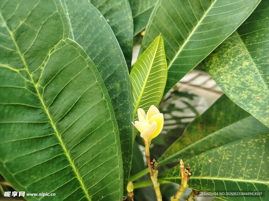 鸡蛋花