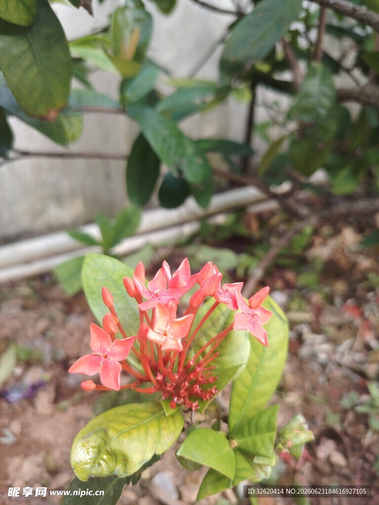 龙船花
