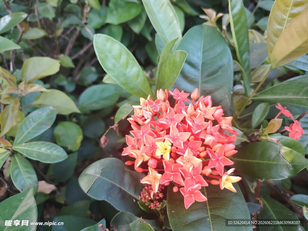龙船花