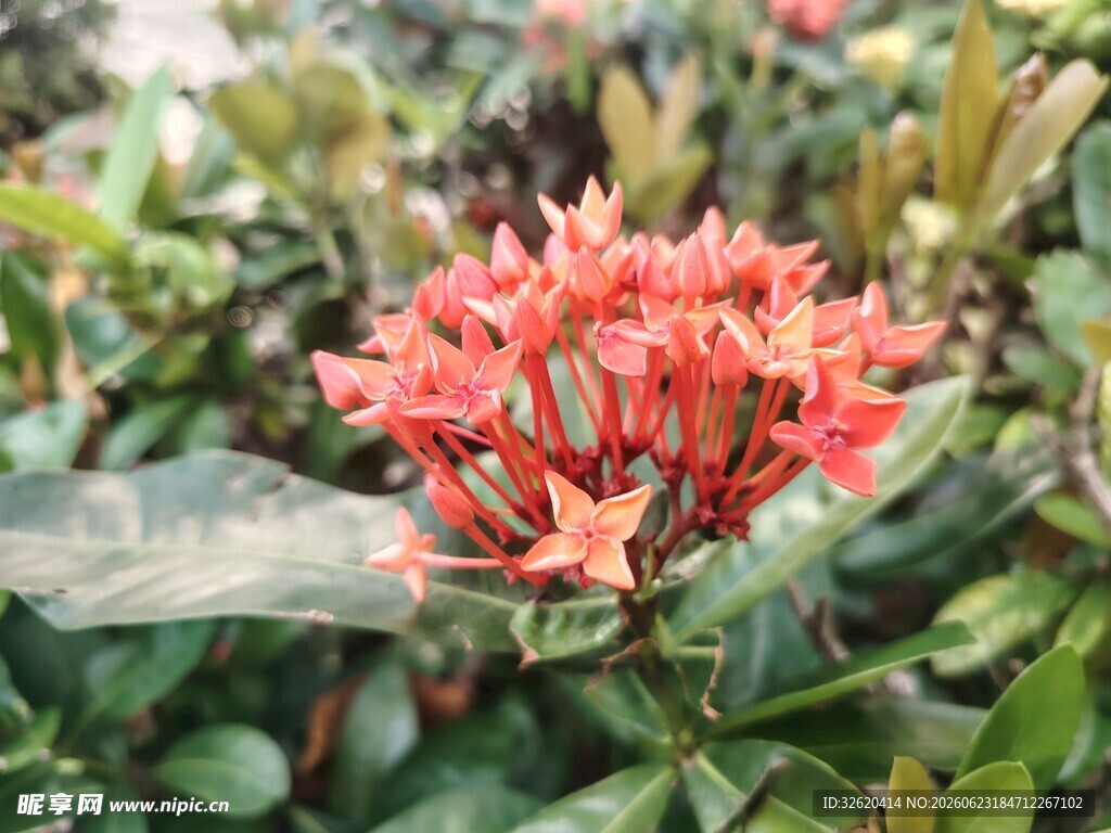 龙船花