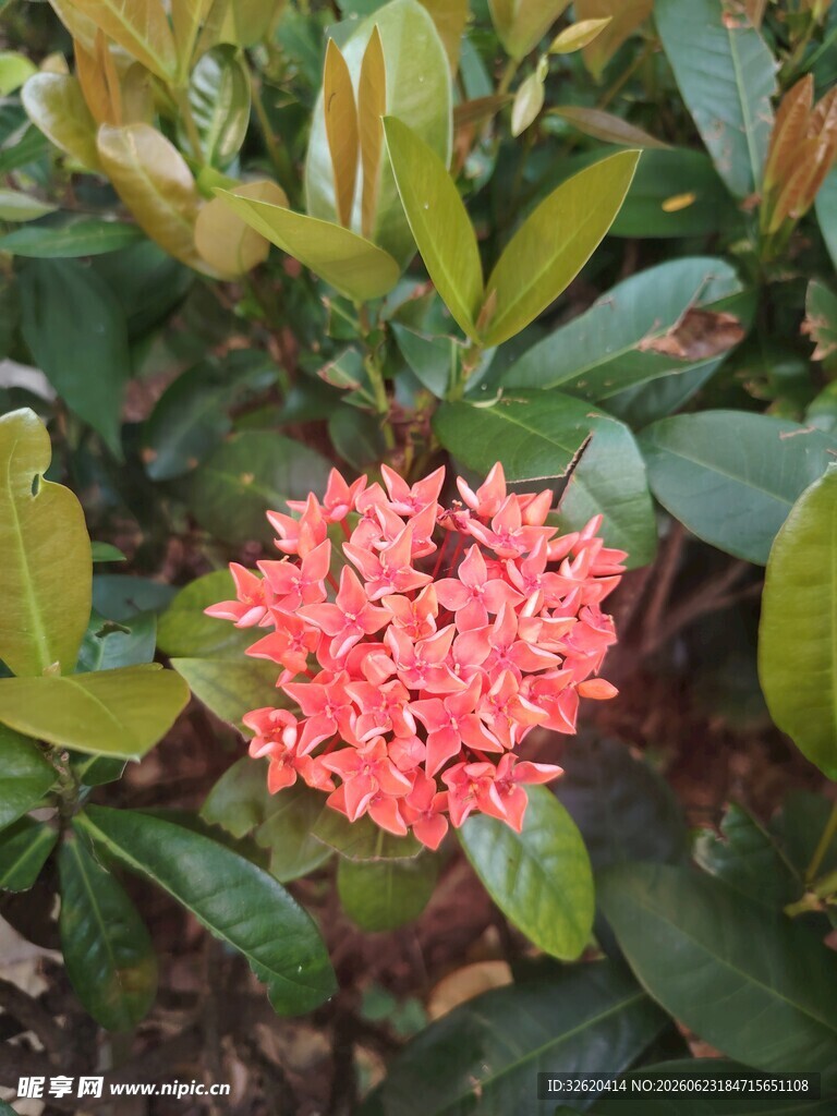 龙船花