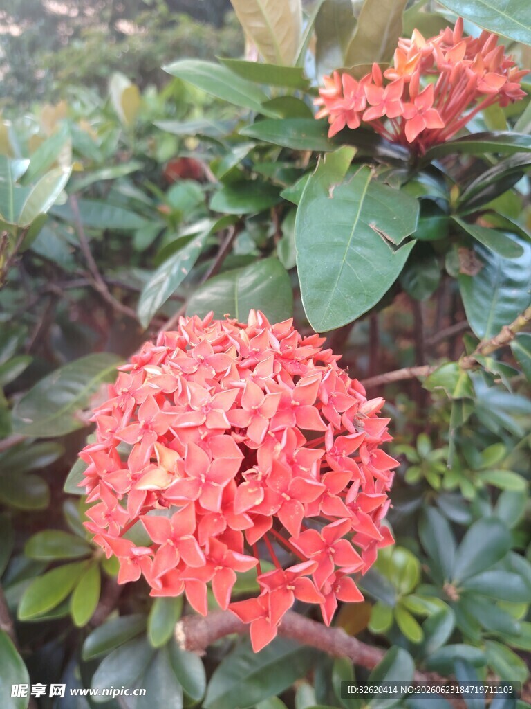 龙船花