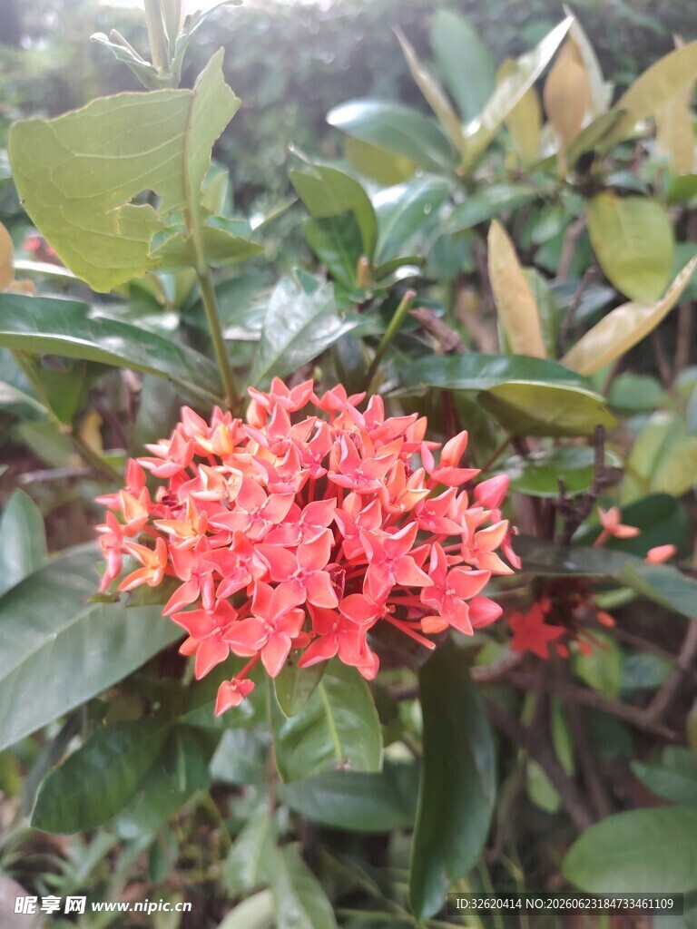 龙船花