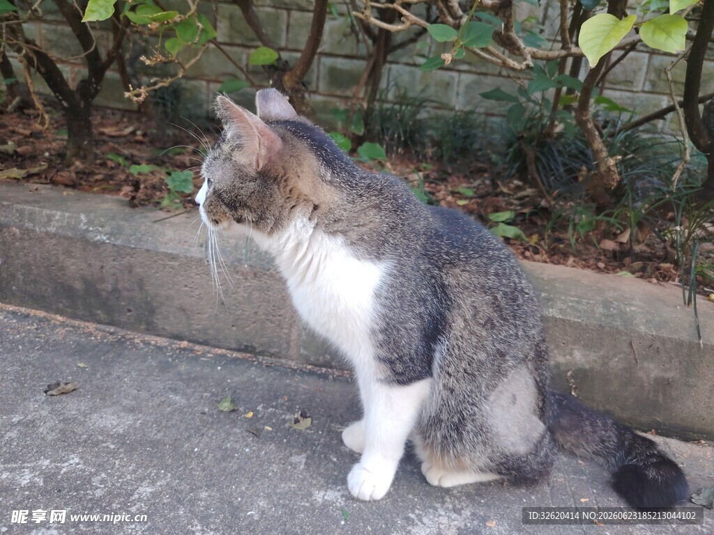 猫咪