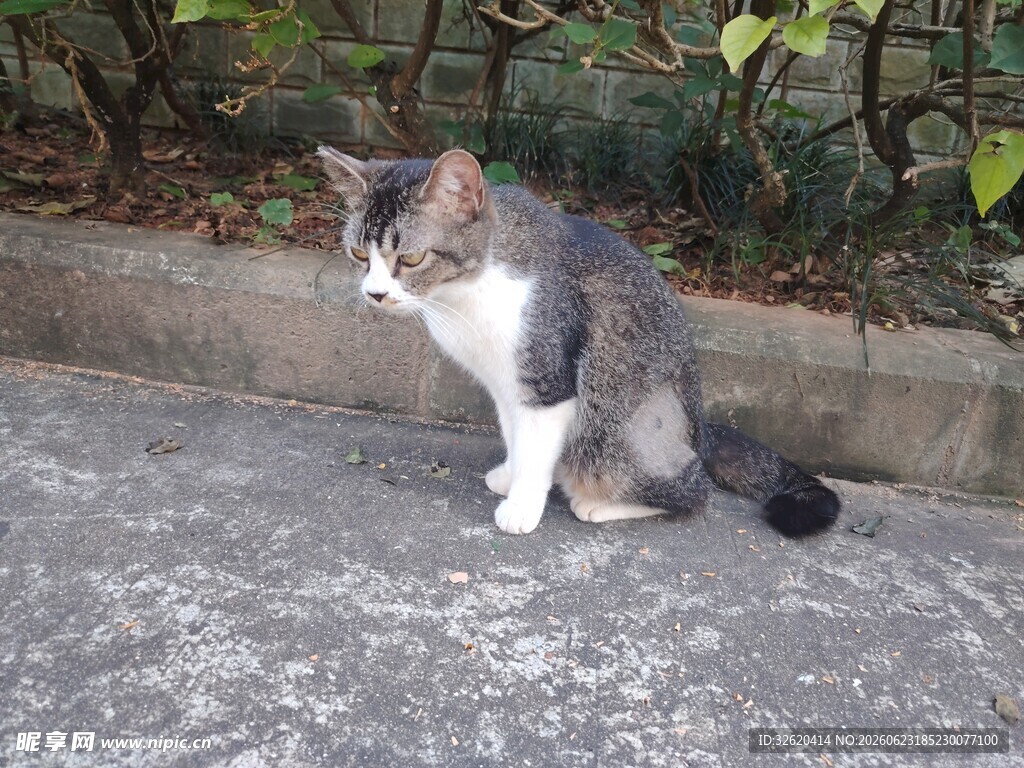 猫咪