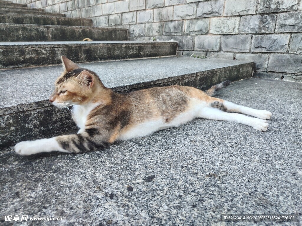 猫咪