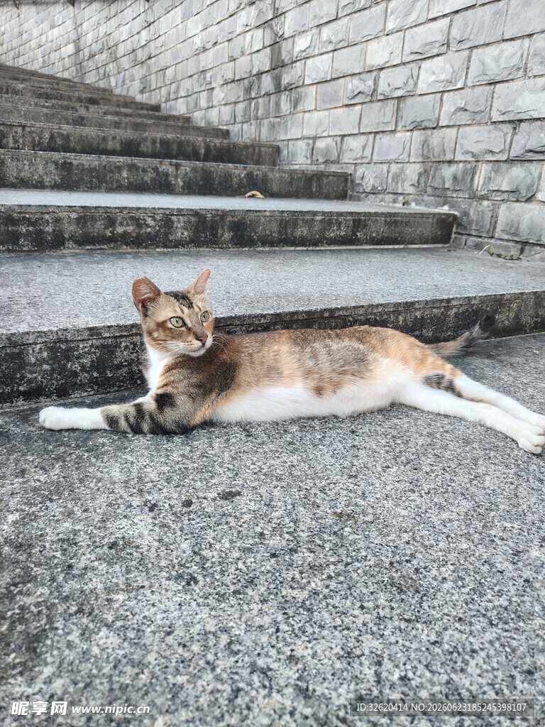 猫咪