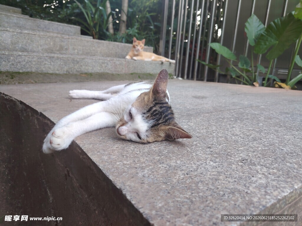 猫咪
