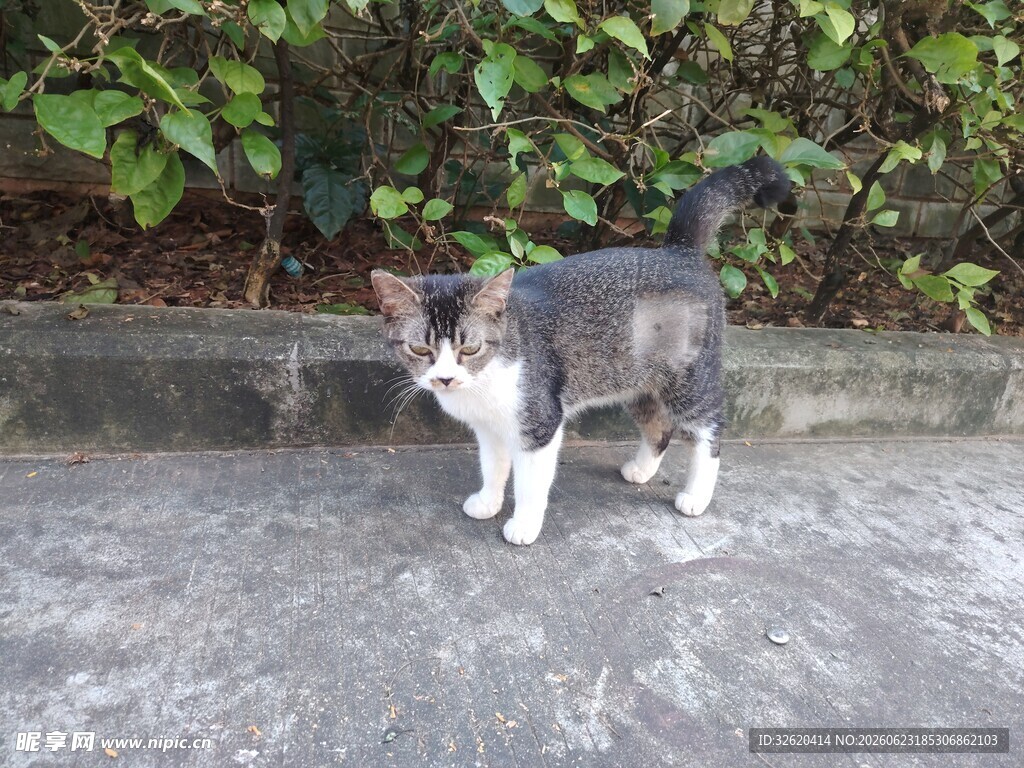 猫咪