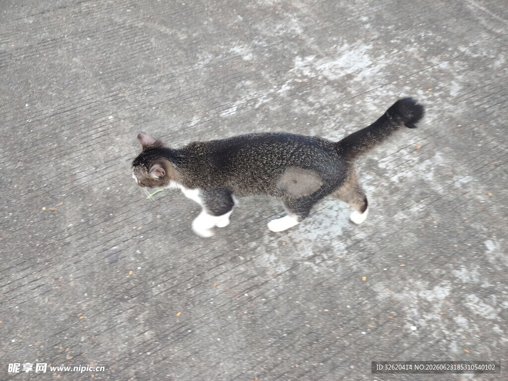 猫咪