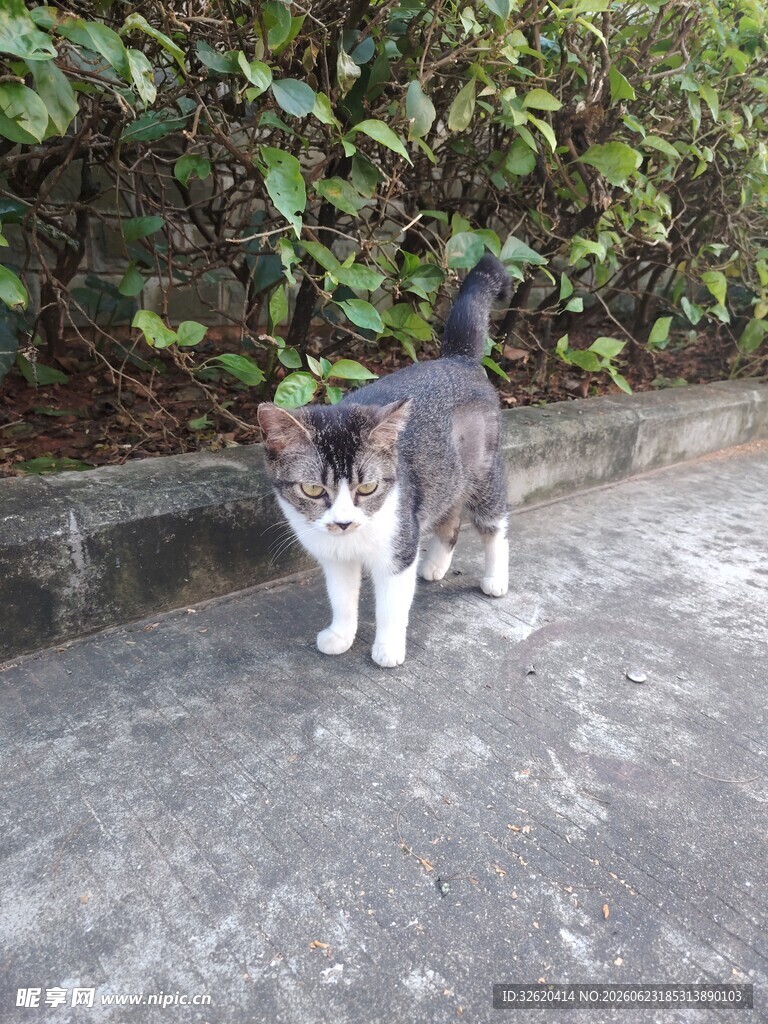 猫咪
