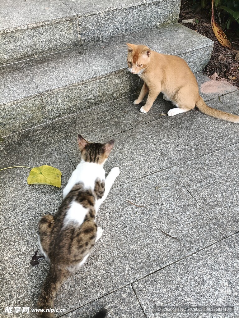 猫咪