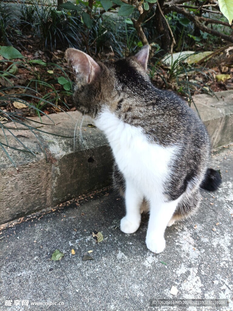 猫咪