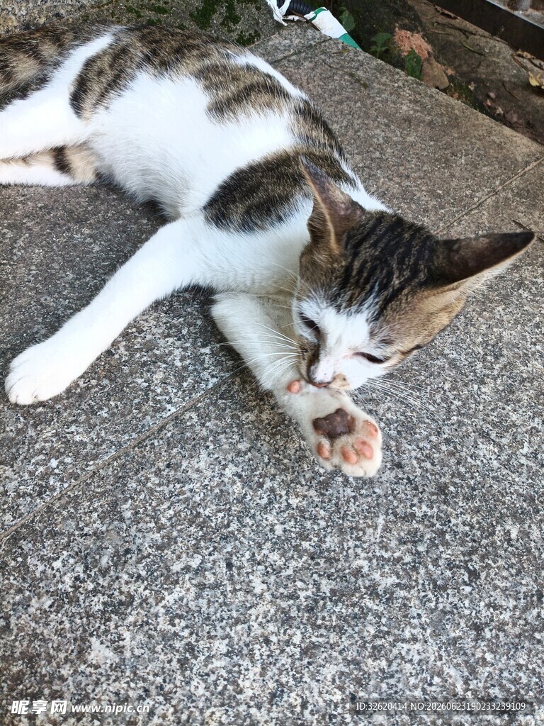 猫咪