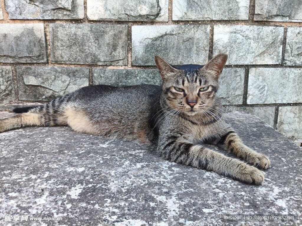 猫咪