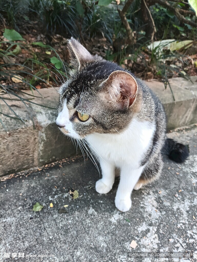猫咪