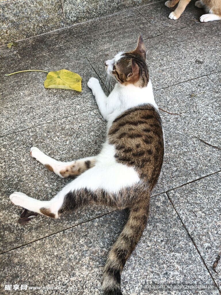 猫咪